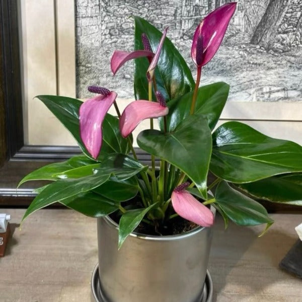 紫香妃 / 齊祖紫掌 （ Anthurium ' Purple ' ）