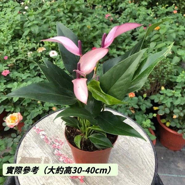 紫香妃 / 齊祖紫掌 （ Anthurium ' Purple ' ）