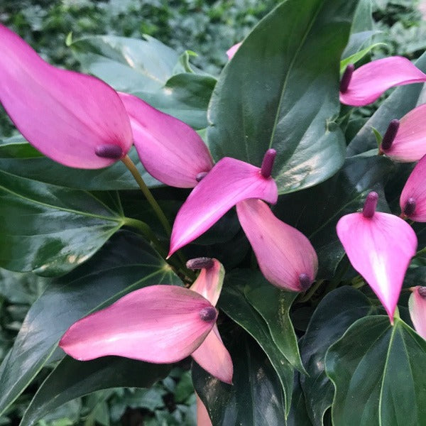 紫香妃 / 齊祖紫掌 （ Anthurium ' Purple ' ）