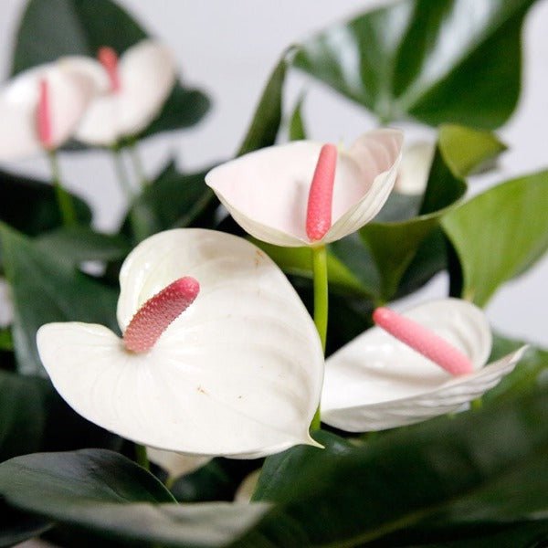 小白熊白掌（ Anthurium ' White Heart ' ） - 森流 GreenFlow - 動植物造景專門店