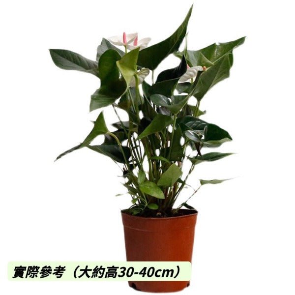 小白熊白掌（ Anthurium ' White Heart ' ） - 森流 GreenFlow - 動植物造景專門店