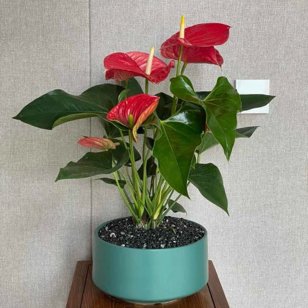 火鶴花 / 紅掌 （ Anthurium andraeanum ）