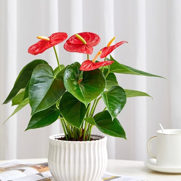 火鶴花 / 紅掌 （ Anthurium andraeanum ）