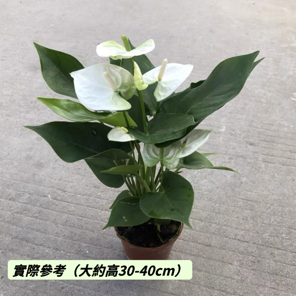 艾克莉普斯白掌（ Anthurium andraeanum ' Eclipse ' ）