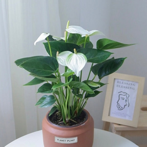 艾克莉普斯白掌（ Anthurium andraeanum ' Eclipse ' ）