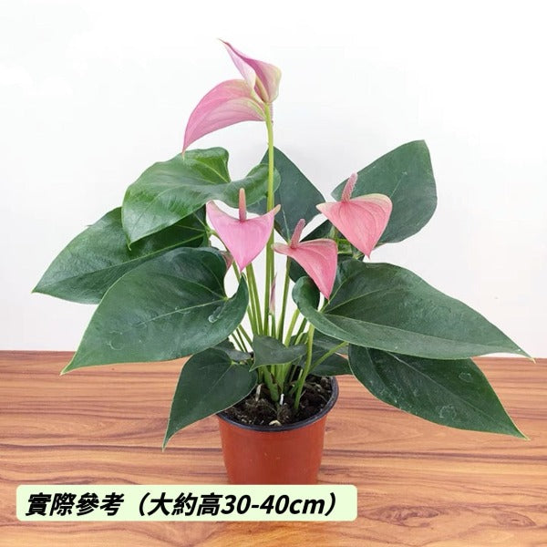 粉冠軍 / 粉掌 （ Anthurium andraeanum ' Pink Champion ' ）