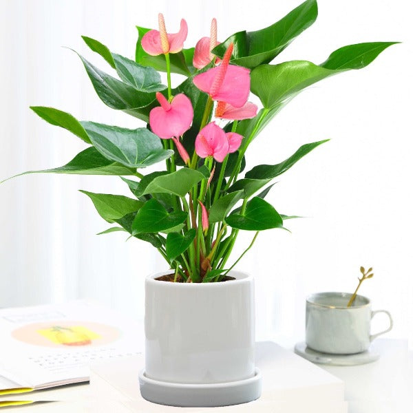 粉冠軍 / 粉掌 （ Anthurium andraeanum ' Pink Champion ' ）