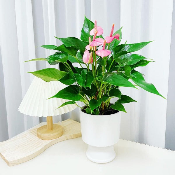 粉冠軍 / 粉掌 （ Anthurium andraeanum ' Pink Champion ' ）