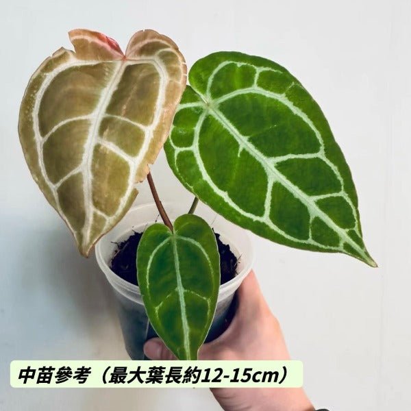 南美原種水晶花燭 （ Anthurium crystallinum ） - 森流 GreenFlow - 動植物造景專門店