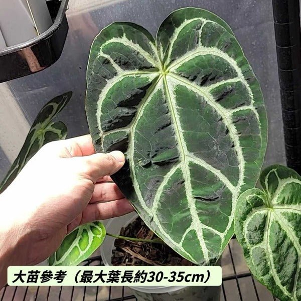 南美原種水晶花燭 （ Anthurium crystallinum ） - 森流 GreenFlow - 動植物造景專門店