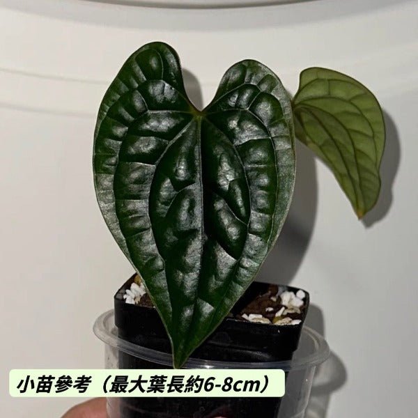 奢華花燭（ Anthurium luxurians ） - 森流 GreenFlow - 動植物造景專門店