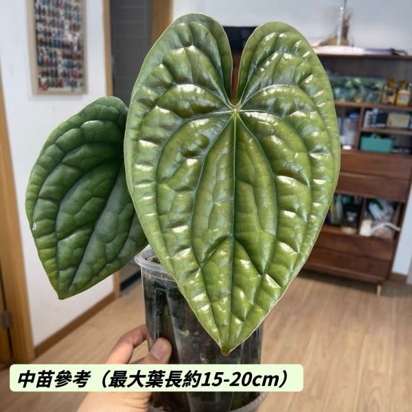 奢華花燭（ Anthurium luxurians ） - 森流 GreenFlow - 動植物造景專門店