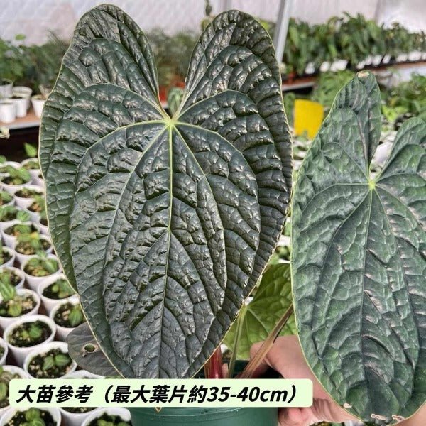 奢華花燭（ Anthurium luxurians ） - 森流 GreenFlow - 動植物造景專門店