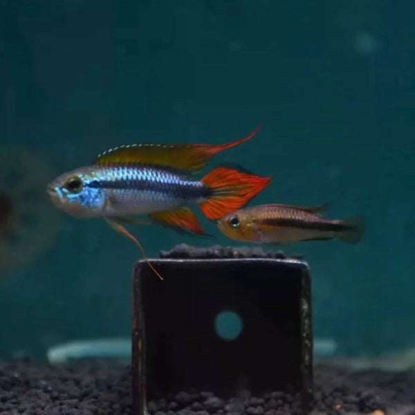 藍體超紅尾阿卡西短鯛（ Apistogramma agassizii ‘ Blue ’）