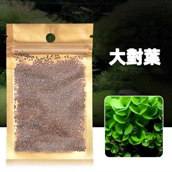 大對葉種子（Bacopa caroliniana seeds） - 森流 GreenFlow - 動植物造景專門店