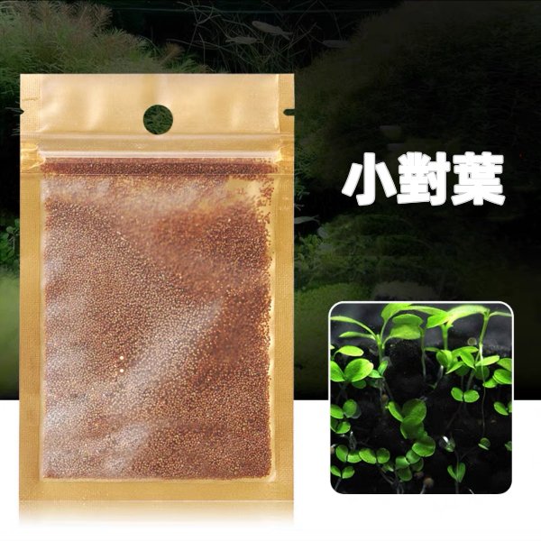 小對葉種子 ( Bacopa monnieri seeds ) - 森流 GreenFlow - 動植物造景專門店