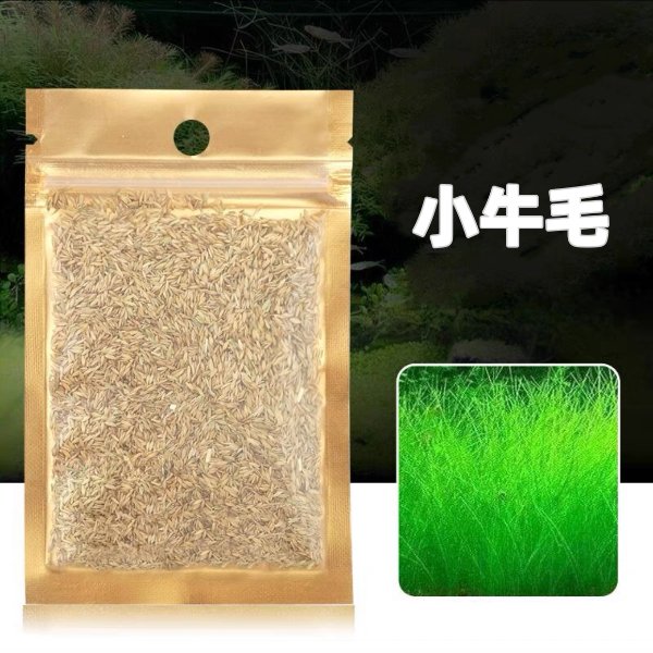 小牛毛草種子 ( Eleocharis acicularis seeds ) - 森流 GreenFlow - 動植物造景專門店