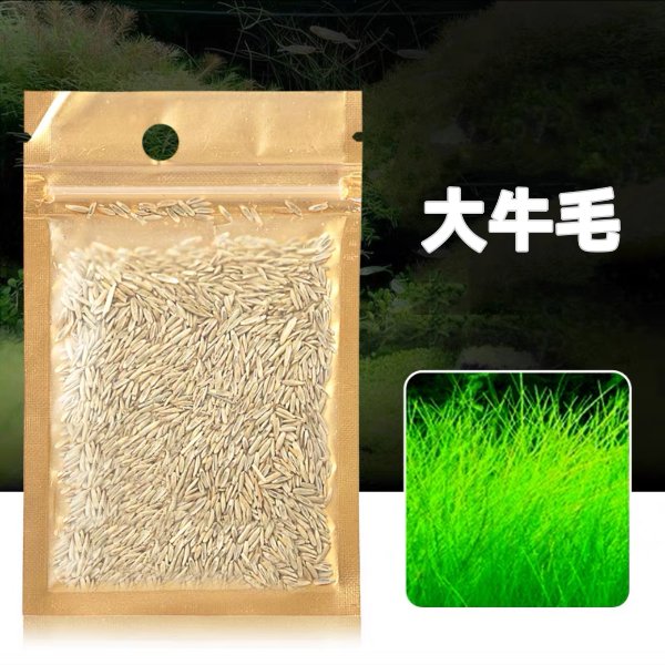 大牛毛草種子 ( Eleocharis geniculata seeds ) - 森流 GreenFlow - 動植物造景專門店