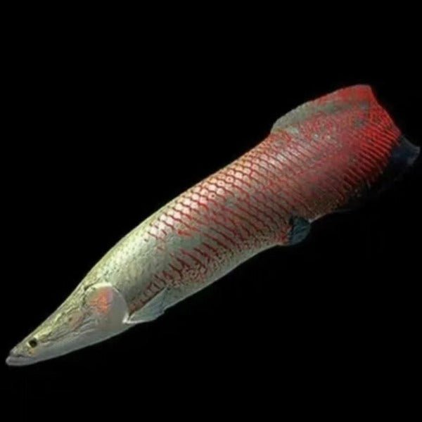 巨骨舌魚 / 紅尾海象 ( Arapaima gigas ) - 森流 GreenFlow - 動植物造景專門店