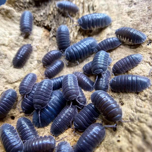 獨角獸鼠婦 （ Armadilliade ‘ Marbleized ’ ）