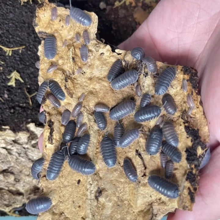 獨角獸鼠婦 （ Armadilliade ‘ Marbleized ’ ）