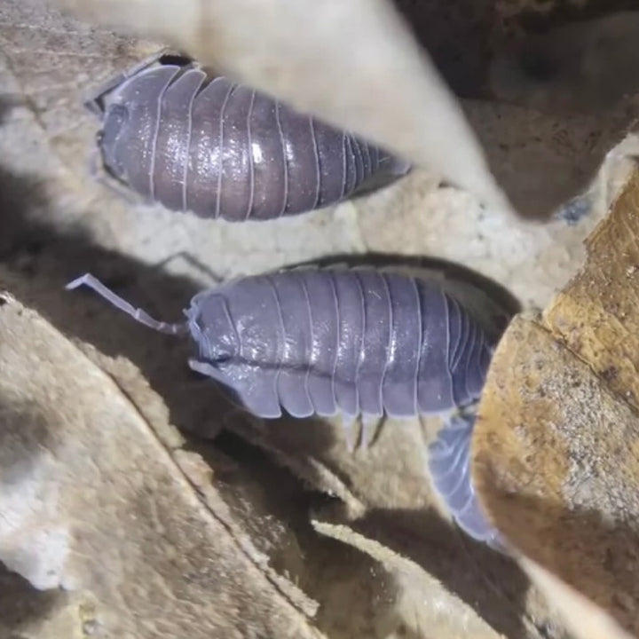 獨角獸鼠婦 （ Armadilliade ‘ Marbleized ’ ）