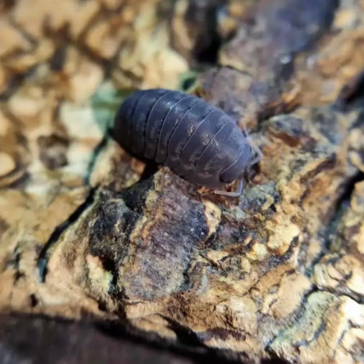 紫薯鼠婦 （ Armadillidae sp. ）