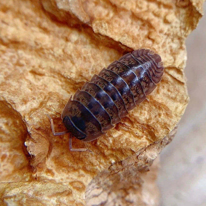 紫薯鼠婦 （ Armadillidae sp. ）