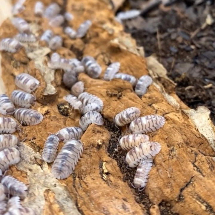 大理石鼠婦 （ Armadillidium ‘ Marbleized ’ ） - 1組/10隻 - 森流 GreenFlow - 動植物造景專門店