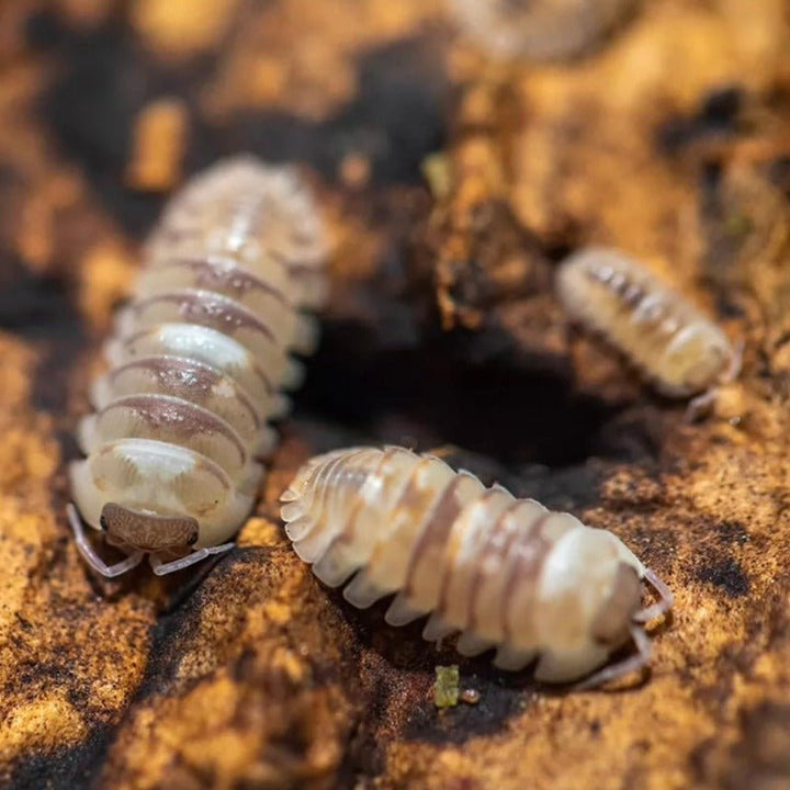 大理石鼠婦 （ Armadillidium ‘ Marbleized ’ ） - 1組/10隻 - 森流 GreenFlow - 動植物造景專門店