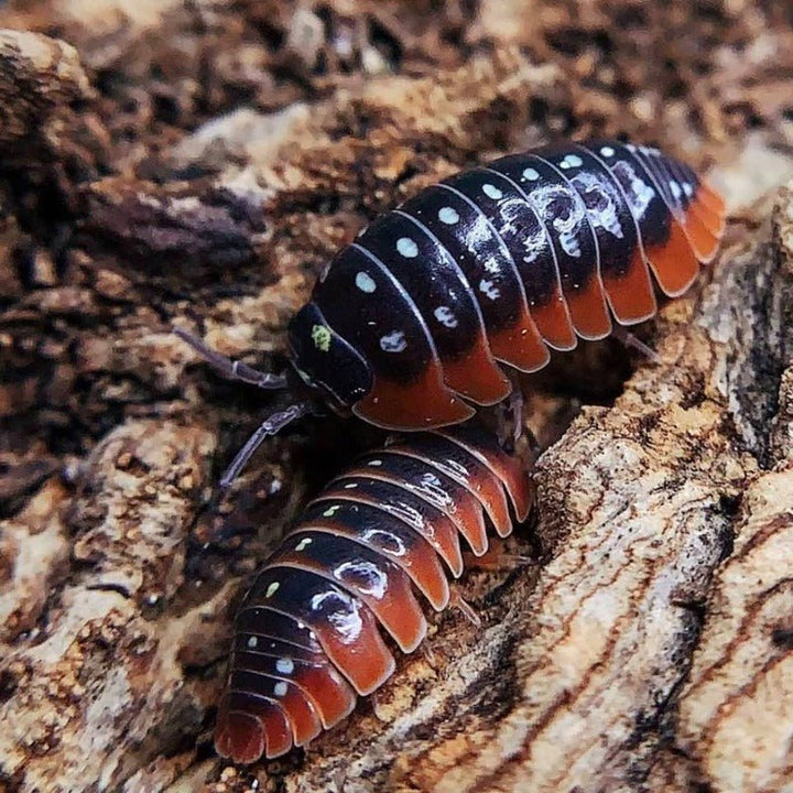 小丑鼠婦 （ Armadillidium klugii ' Montenegro ' ） - 1組/10隻 - 森流 GreenFlow - 動植物造景專門店