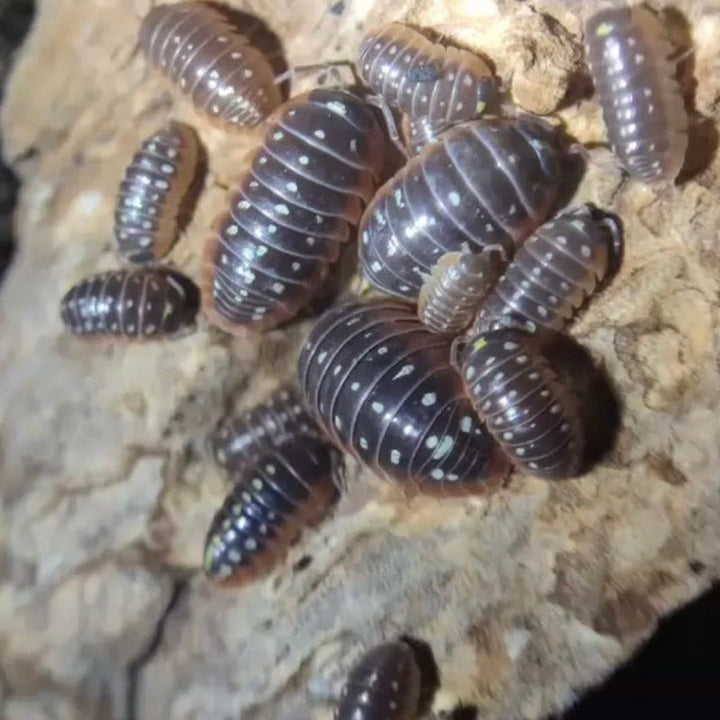 小丑鼠婦 （ Armadillidium klugii ' Montenegro ' ） - 1組/10隻 - 森流 GreenFlow - 動植物造景專門店