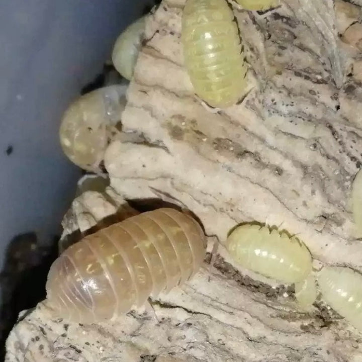 糖果鼠婦 （ Armadillidium vulgare ‘ T + Aibino ’ ）