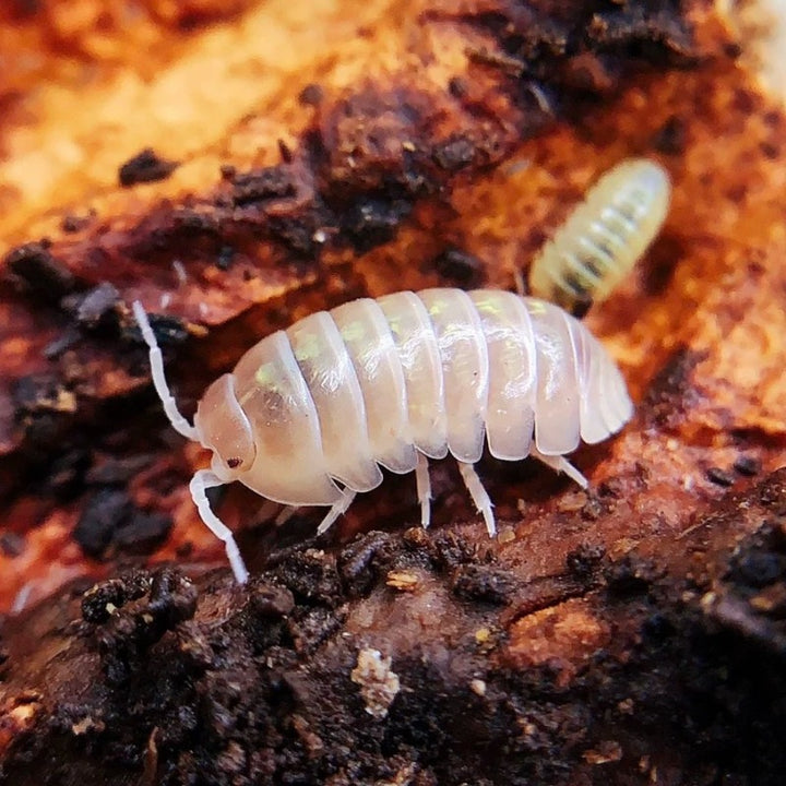 糖果鼠婦 （ Armadillidium vulgare ‘ T + Aibino ’ ）