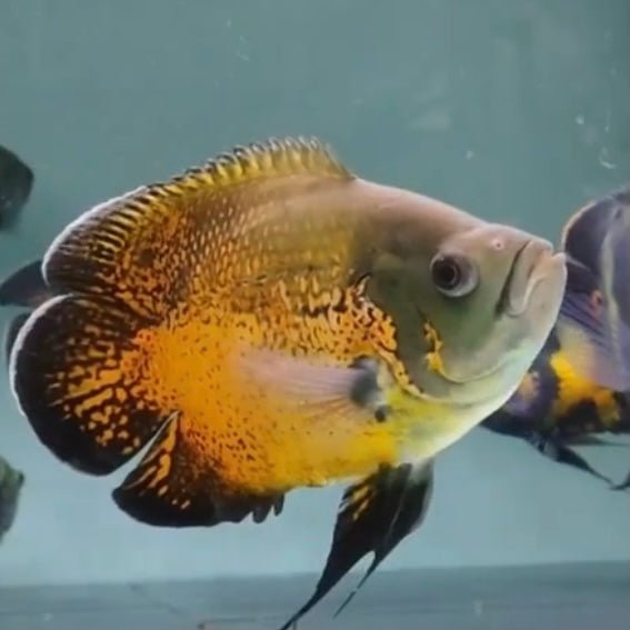 元寶地圖 / 元寶豬仔魚 ( Astronotus ocellatus var. ) - 森流 GreenFlow - 動植物造景專門店