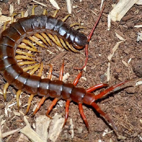 越南巨人蜈蚣（黃腳型）Scolopendra  dehaani 'vietnam' yellow legs