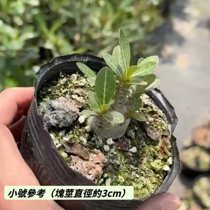 哥斯拉沙漠玫瑰B型（Adenium ' Godji ' ) - 森流 GreenFlow - 動植物造景專門店