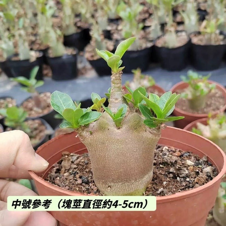 哥斯拉沙漠玫瑰B型（Adenium ' Godji ' ) - 森流 GreenFlow - 動植物造景專門店