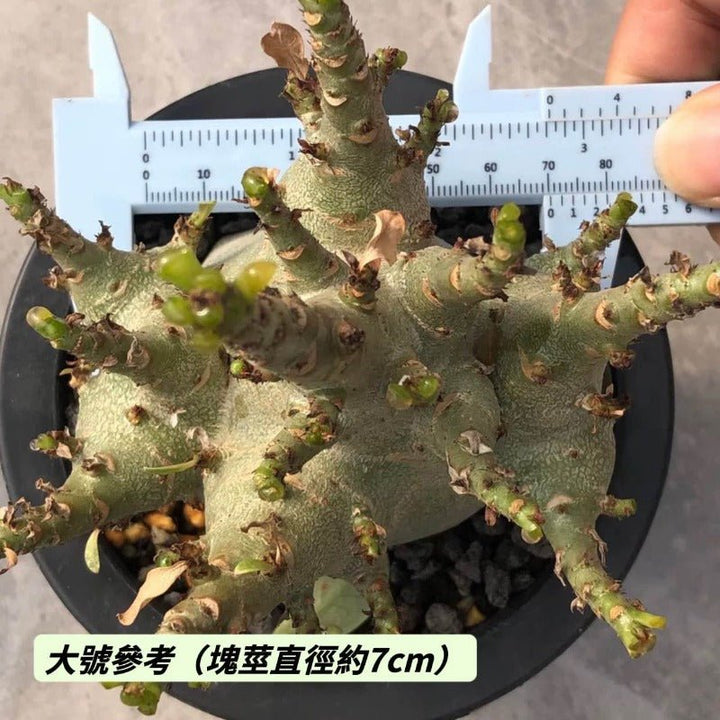 哥斯拉沙漠玫瑰B型（Adenium ' Godji ' ) - 森流 GreenFlow - 動植物造景專門店