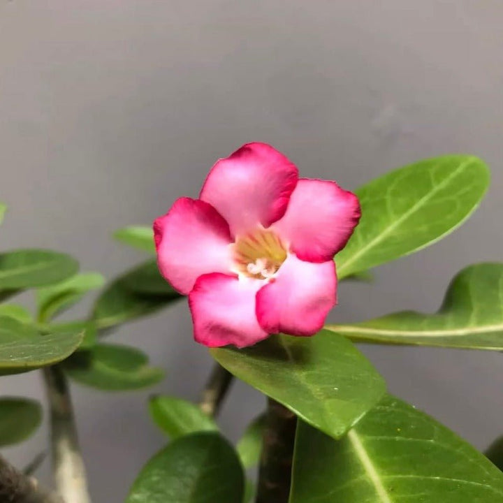 哥斯拉沙漠玫瑰B型（Adenium ' Godji ' ) - 森流 GreenFlow - 動植物造景專門店