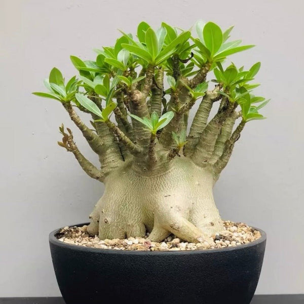 哥斯拉沙漠玫瑰B型（Adenium ' Godji ' ) - 森流 GreenFlow - 動植物造景專門店