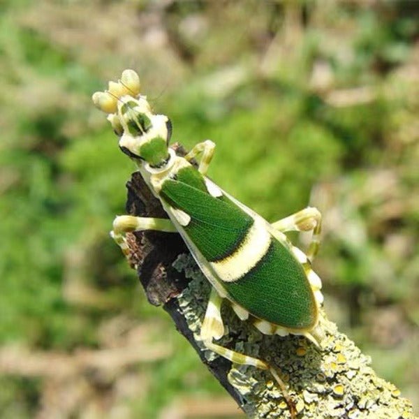 弧紋螳螂 Banded Flower Mantis ( Theopropus sinecus ) - 1對 - 森流 GreenFlow - 動植物造景專門店