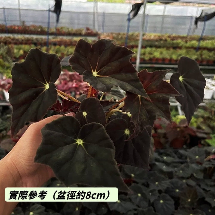 黑霜秋海棠（ Begonia ' Black Frost ' ）