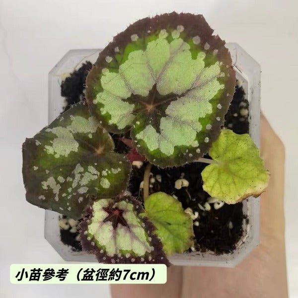 多爾切比塔秋海棠（Begonia dolce vita） - 森流 GreenFlow - 動植物造景專門店