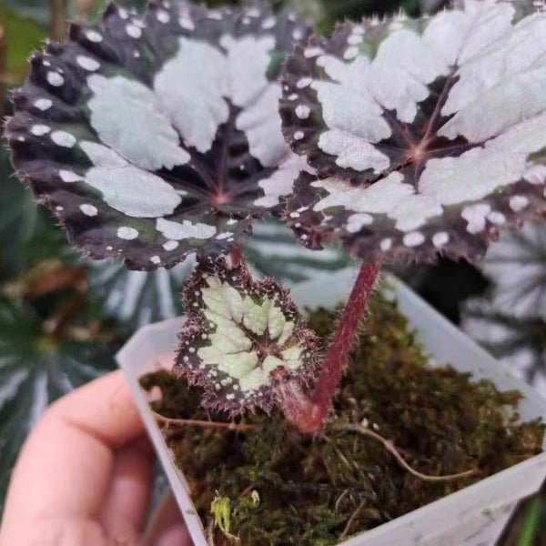 多爾切比塔秋海棠（Begonia dolce vita） - 森流 GreenFlow - 動植物造景專門店