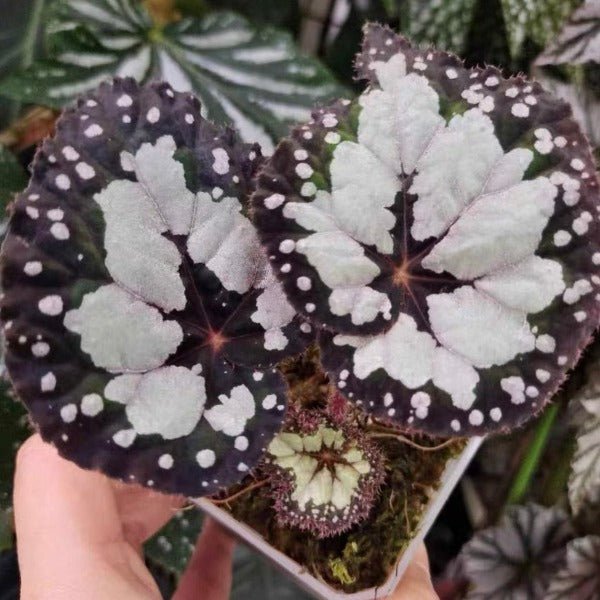 多爾切比塔秋海棠（Begonia dolce vita） - 森流 GreenFlow - 動植物造景專門店