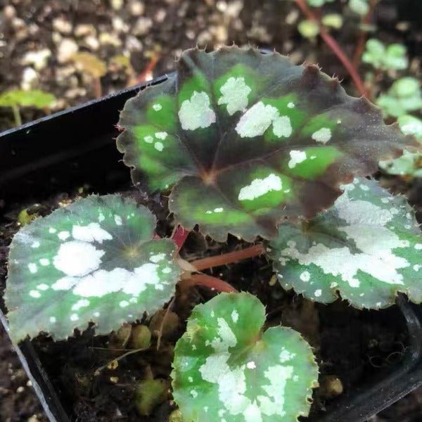 多爾切比塔秋海棠（Begonia dolce vita） - 森流 GreenFlow - 動植物造景專門店