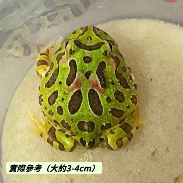 綠鐘角蛙 Bell's Horned Frog （Ceratophrys ornata）