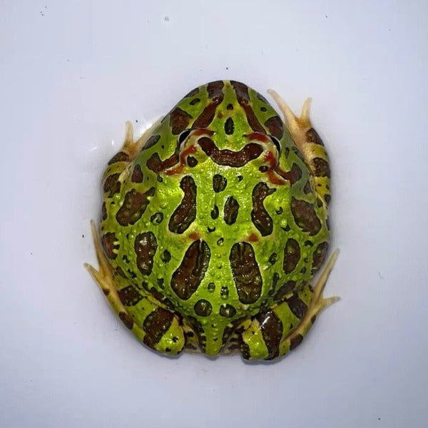 綠鐘角蛙 Bell's Horned Frog （Ceratophrys ornata）