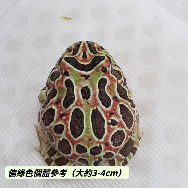 雙色鐘角蛙 Bell's Horned Frog （Ceratophrys ornata）